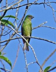 Tersina viridis