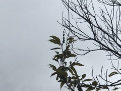 Castanopsis carlesii