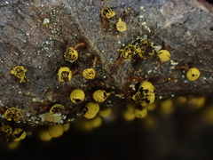 Physarum auripigmentum