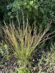 Schizachyrium scoparium