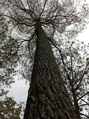 Pinus lumholtzii