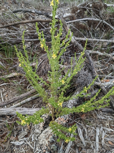 Image of Seymeria texana by (c) Cleveland Powell, some rights reserved (CC BY)