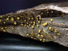 Physarum auripigmentum