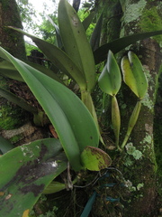 Cattleya