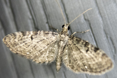 Eupithecia miserulata