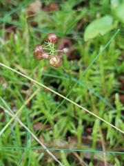 Maianthemum bifolium