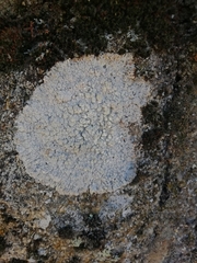 Lecanoromycetes