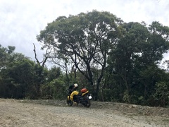 Castanopsis carlesii