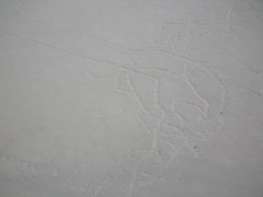 Charadriiformes