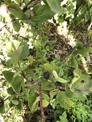 Aronia melanocarpa