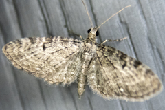 Eupithecia miserulata