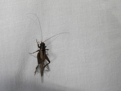 Neonemobius mormonius