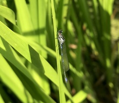 Coenagrion pulchellum