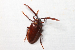 Prionus imbricornis