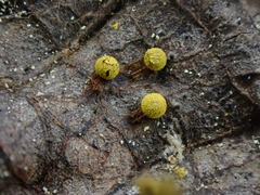 Physarum auripigmentum