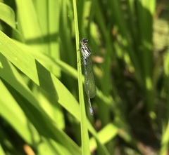 Coenagrion pulchellum