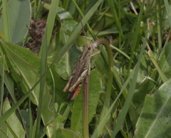 Chorthippus biguttulus