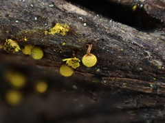 Physarum auripigmentum