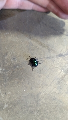 Leptinotarsa haldemani