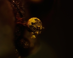 Physarum auripigmentum