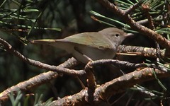 Phylloscopus bonelli
