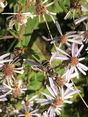 Eristalis stipator