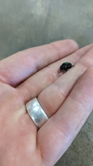 Leptinotarsa haldemani