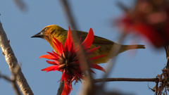 Ploceus capensis