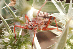 Rhynocoris erythropus