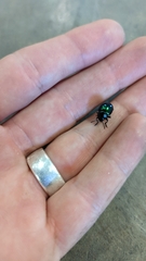 Leptinotarsa haldemani