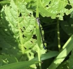 Coenagrion pulchellum