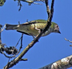 Tersina viridis
