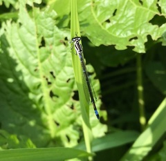 Coenagrion pulchellum