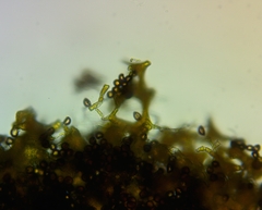 Physarum auripigmentum