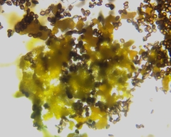 Physarum auripigmentum