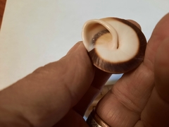 Caracolus
