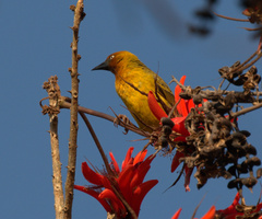 Ploceus capensis