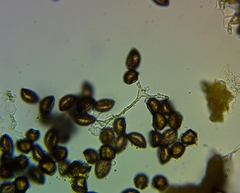 Physarum auripigmentum