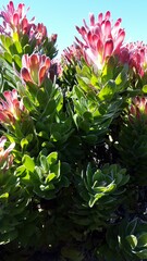 Mimetes fimbriifolius