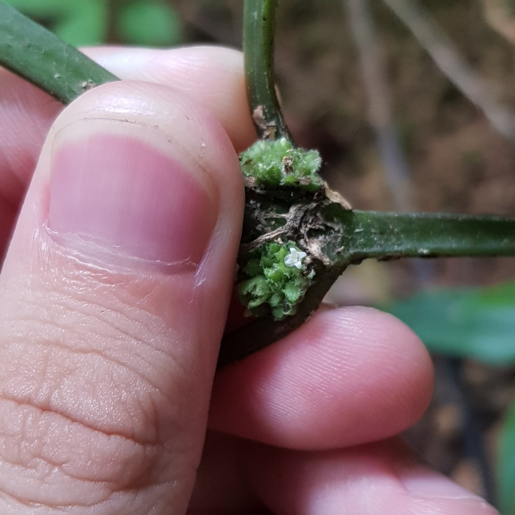 Hedyotis prostrata (Hedyotis prostrata)