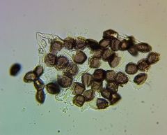 Physarum auripigmentum