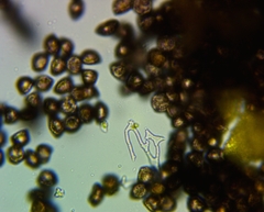 Physarum auripigmentum