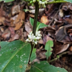 Oldenlandia cristata