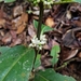 Oldenlandia cristata - Photo (c) plantboyofsingapore, algunos derechos reservados (CC BY), subido por plantboyofsingapore