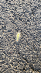 Calliteara pudibunda