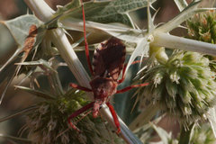 Rhynocoris erythropus