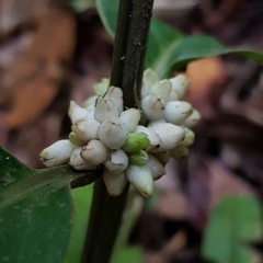 Oldenlandia cristata