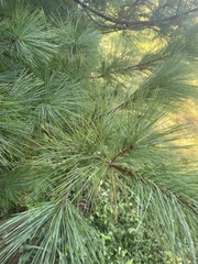 Pinus