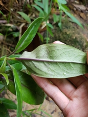 Oldenlandia cristata