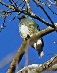 Tersina viridis